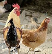 Beza Ayam Jantan Dan Betina